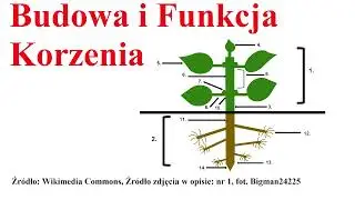 Budowa i funkcja Korzenia - budowa Roślin