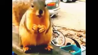 Cute Grateful Squirrel Vine