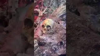 This is the worlds biggest M. Balfouri community over 550 tarantulas.