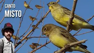 Bandadas de Misto canto 4K (Sicalis luteola) Chirihue, Canario Sabanero, Chirig&uuml;e, Canario tipio