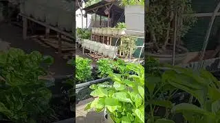kulkas alamiku#tanamanpekarangan #sayuran #berkebundirumah