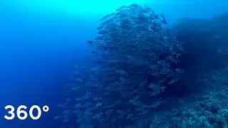 school of fish (barracuda,jackfish) 360&deg; VR