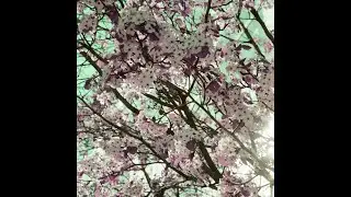 SPINELESS   Lofi-Trap, Boombap, freestyle instrumental, Chill/storytelling/love beat, Hip Hop, Trap