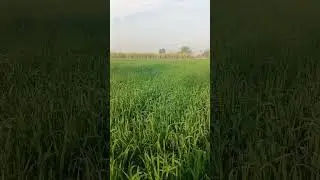 Wheat 2025-26 | New Varieties | Dwarfing wheat | Rust Resistant | Early Maturity | Sindh | Pakistan