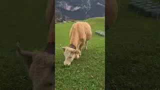 Swiss- Schweiz Impressionen aus dem Berner Oberland