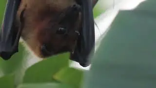 Indian Flying Fox 