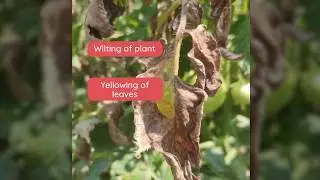 India's three most striking diseases in tomato crops