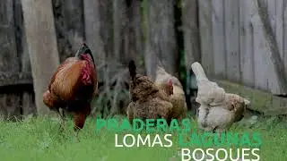 Video HAM 30seg Low