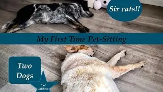 My First Time Ever Pet-Sitting (vlog)