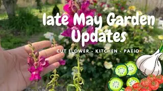 compost in place fear recognized,  snapdragons in bloom + seedlings two weeks later update + more!