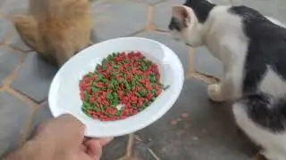 Peaceful Cat Feeding Time 😺✨ Cozy Moments Full of Love
