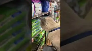 Shopping at Petco! ❤️💙😻