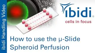 How to Use the &micro; Slide Spheroid Perfusion