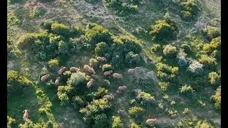 Kwandwe Private Game Reserve, a Fly-in Safari