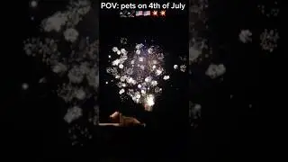 POV: pets on the 4th of July #4th #pets #dog #shors