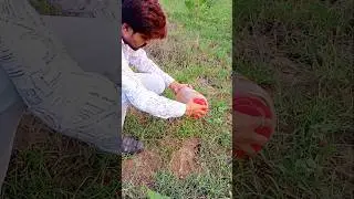 Monitor Lizard Released ! Vishkhopada ! BadiChhipkali #ytshorts #monitorlizard