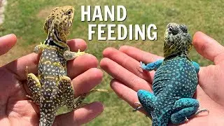 HAND FEEDING COLLARED LIZARDS!