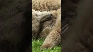 Harmony in Nature: Playful Brown Bear Cuddle
