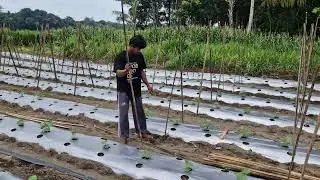 THE ULTIMATE TRICK TO SET CUCUMBER STAKES BY HAND – SMART FARMER METHOD - Agriculture Farming