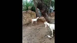 Goat 🐐 #nature #tree #animals