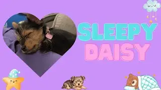 Daisy Our Chorkie Puppy🐶 Can't Stay Awake 💤 So Sleepy & Adorable! | Tiny Daisy Tales🐶