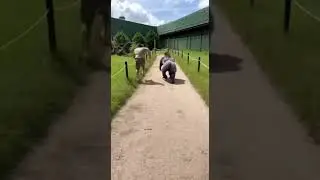 Gorilla vs. Zookeeper. If the gorilla sprints at full speed, can the zookeeper win?#gorilla #fyp #ai