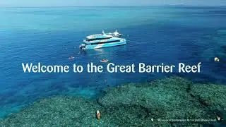 Great Barrier Reef Snorkelling Day Tour - SeaLink North Queensland