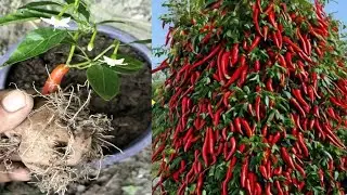 Simple method of growing chili tree with potato | How to grow chili tree using aloevera at home