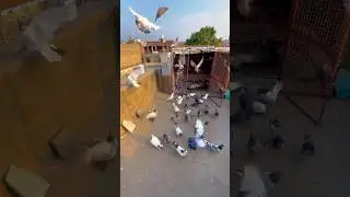 Aaj sham ko to kabutar khol diy 🥳  #pigeon #kabutarlovers #shortvideo #srfpigeonsjaipur