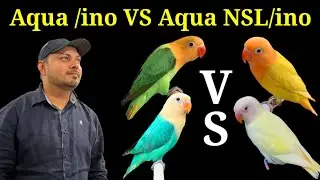 Love Birds | Aqua Opaline /ino VS Aqua Opaline NSL/ino | Welcome Aviary 