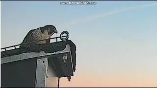 EMITEL Dobra PL - Żabka on the roof having breakfast, she flew away - 2026 01 19 07 54