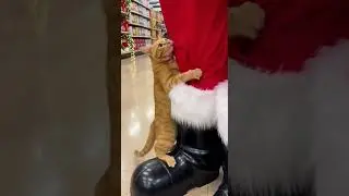 He&rsquo;s Stealing Santa for Christmas 🎅🐱 Watch the cutest holiday heist #Christmas #Cats #HolidayFun