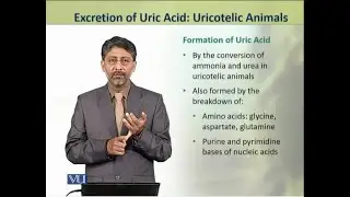 Excretion of Uric Acid: Uricotelic Animals | Animal Physiology & Behavior Theory | ZOO502T_Topic190