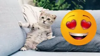 Best Cute Animal Videos Of The 2023 🥴 | Cute Cats Videos 😺😍