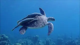 Kayak and Snorkeling in Aruba