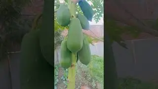 Beautiful papayas of the garden #homesteading values #sohi farm #modern homestead #papaya #organic