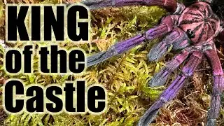Наш самец тарантула пурпурного цвета (Pamphobeteus sp. MACHALA) получает новый террариум, достойн...