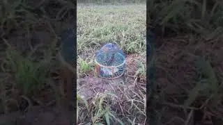 Beautiful Rain Quail Calling HD 2019