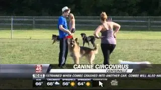Canine Circovirus Warning