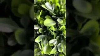 [Cameo] A message from Sgt. Hawk