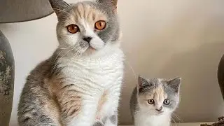Wow so cute animals || funny cats || cute kittens videos Compilation#14 || #GlobalCats