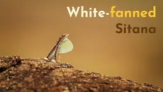 White-fanned Sitana
