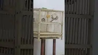 اجمل بلبل