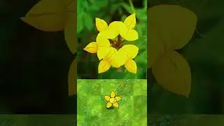 Comparison between the four-leaf clover in the game and the real four-leaf clover#pvz #pvzfusion