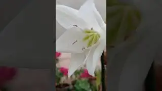 Beautiful Amazon Lily #newvideo #shortvideo #youtubeindia #youtubeshorts #ytshorts #ytshortsindia