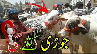 Akmal aur Ajmal kay janwar malir mandi  | Sasta maal | village mandi Cow Price update