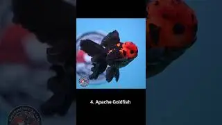 Top 5 Exotic Goldfish|#Goldfish #UnderwaterStories