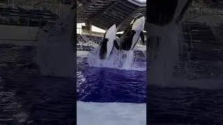 Dolphin jumping out water