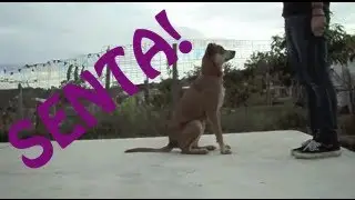 Como ensinar seu cachorro a sentar - Adestramento Positivo - Dog Training
