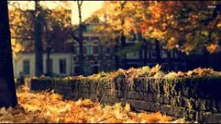 Run Little Chicken |The Mini Vandals | Reggae  And  Happy 🎧No Copyright Music 🎶YouTube Audio Library